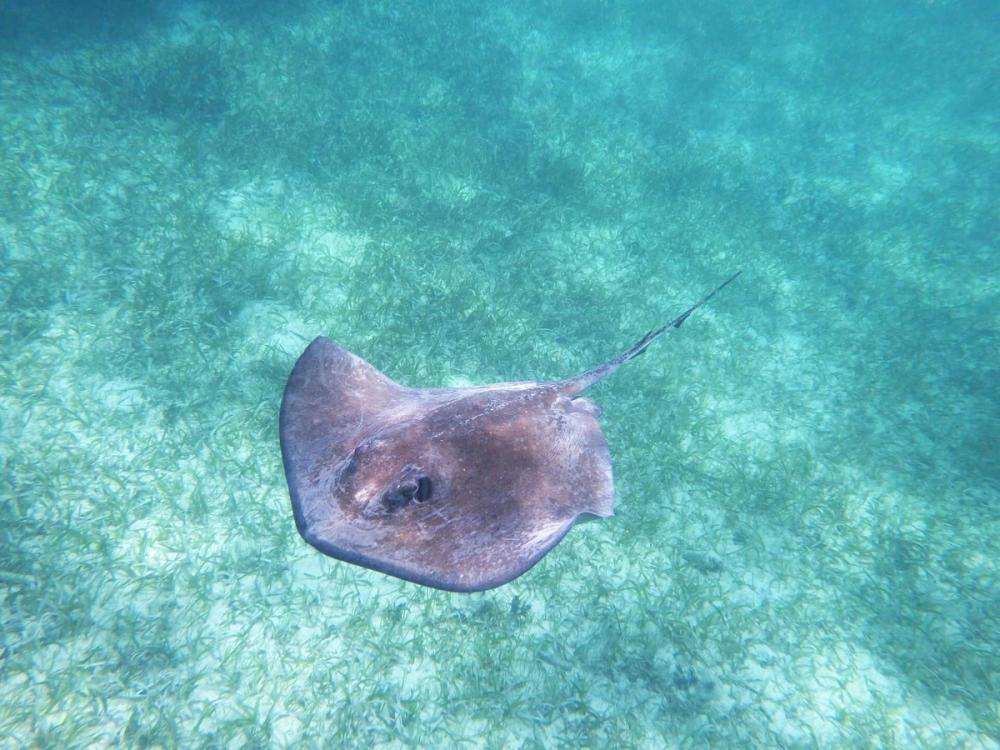 Card image for What are stingrays and how can you avoid being stung?