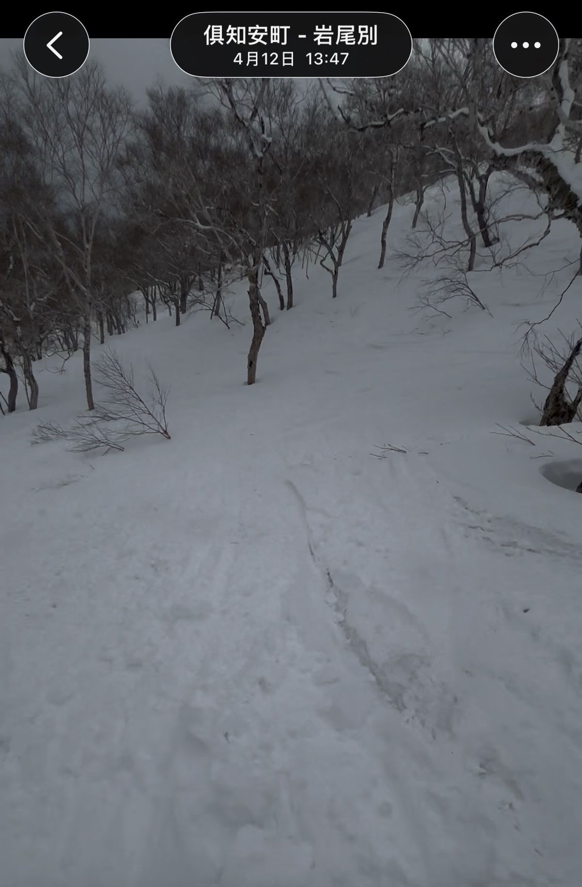 4 月 12 日俱知安町岩尾別的樹林，春雪上已經有不少滑過的痕跡