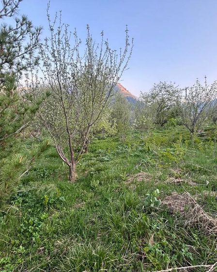 Продам участок в Иле-Алатауском национальном парке | Продам участок | Алматы | 2