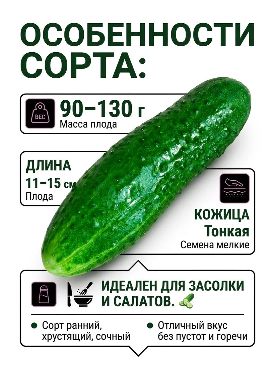 Огурцы сорта "Кураж" домашние с огорода | Овощи, фрукты | Лисаковск | 4