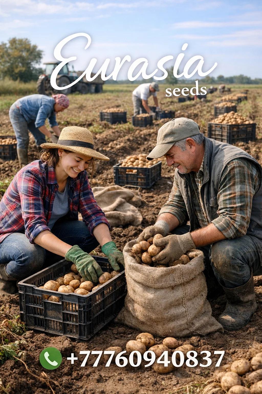 Продаём семенной картофель