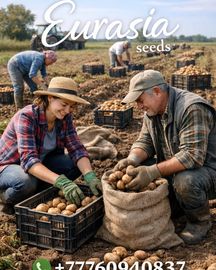 Продаём семенной картофель