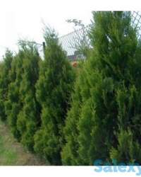 Саженцы Туи для озеленения