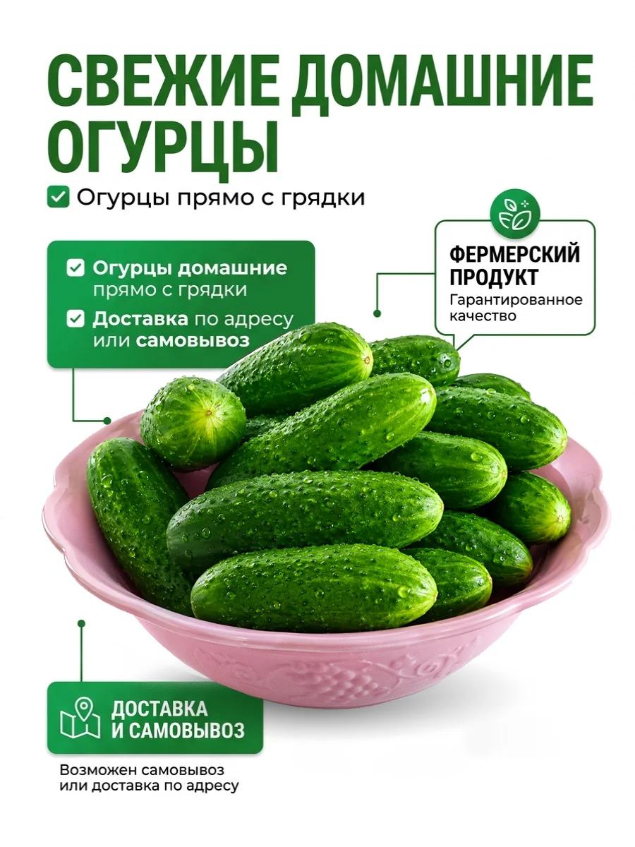 Огурцы сорта "Кураж" домашние с огорода | Овощи, фрукты | Лисаковск | 3