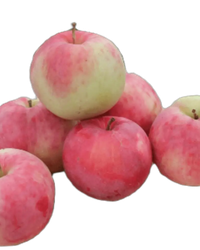 Фрукты, Яблоки сорта Боровинки, Yasawiecoproducts