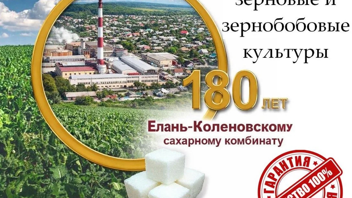 Сахар-песок, зерновые и зернобобовые культуры от Елань-Коленовский СЗ | Бакалея | Астана | Галерея объявления (SEO) | 3