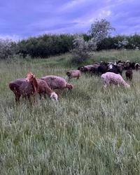 Продам жирных баранов