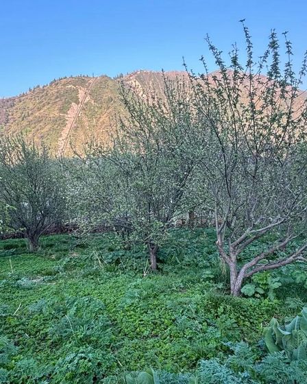 Продам участок в Иле-Алатауском национальном парке | Продам участок | Алматы | 6