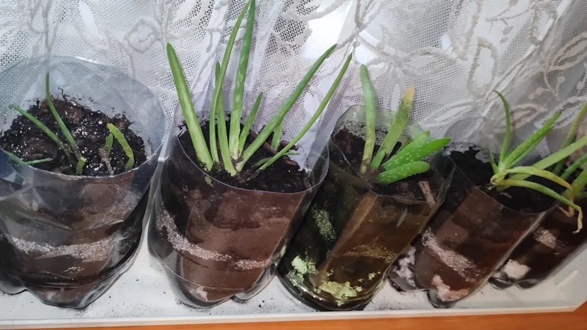 Отростки алоэ вера | Комнатные растения | Алматы | Галерея объявления (SEO) | 3