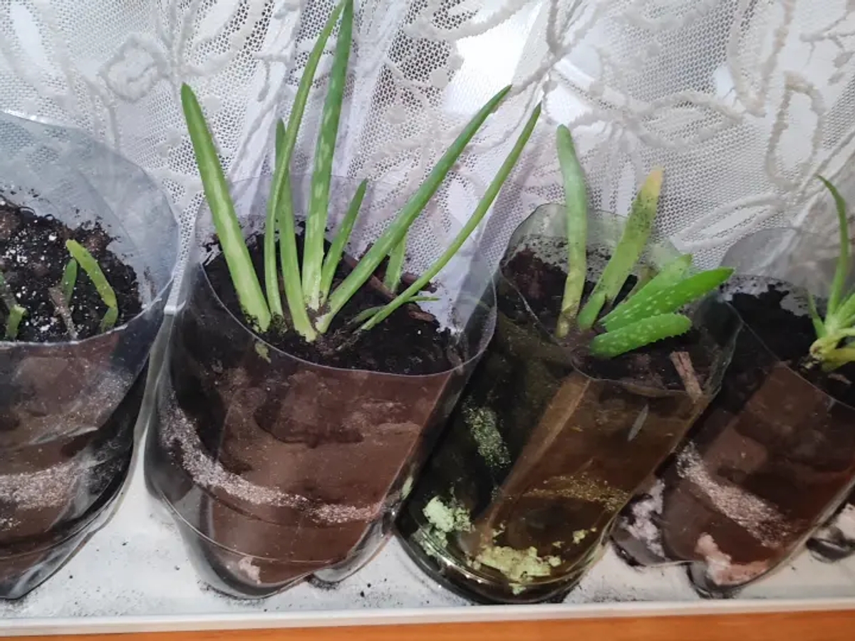 Отростки алоэ вера | Комнатные растения | Алматы | Галерея объявления (SEO) | 2