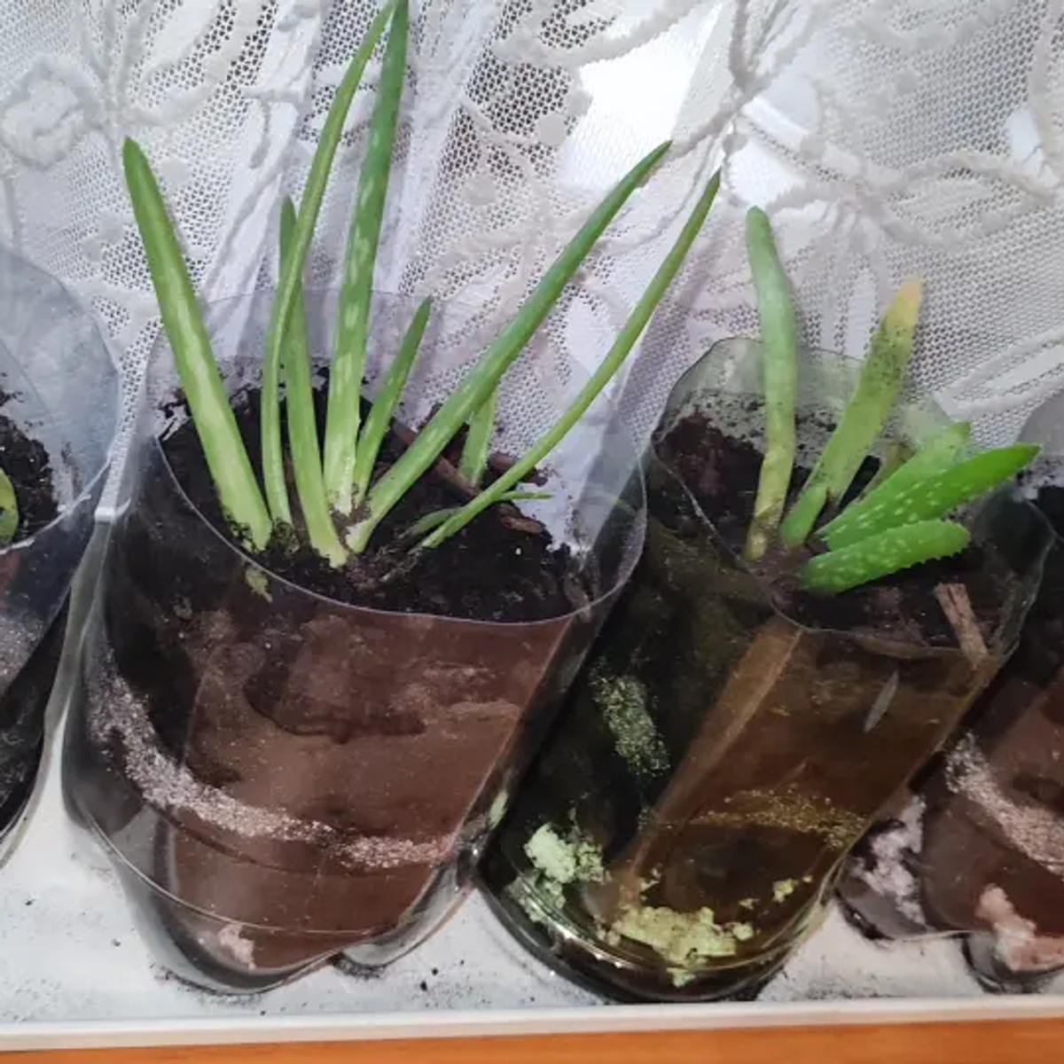 Отростки алоэ вера | Комнатные растения | Алматы | Галерея объявления (SEO) | 1