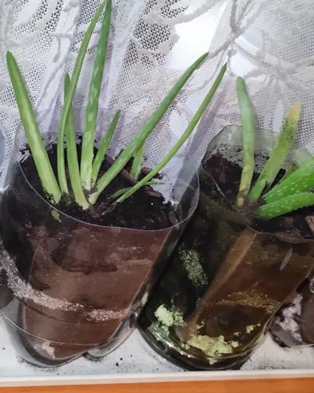 Отростки алоэ вера | Комнатные растения | Алматы | 1