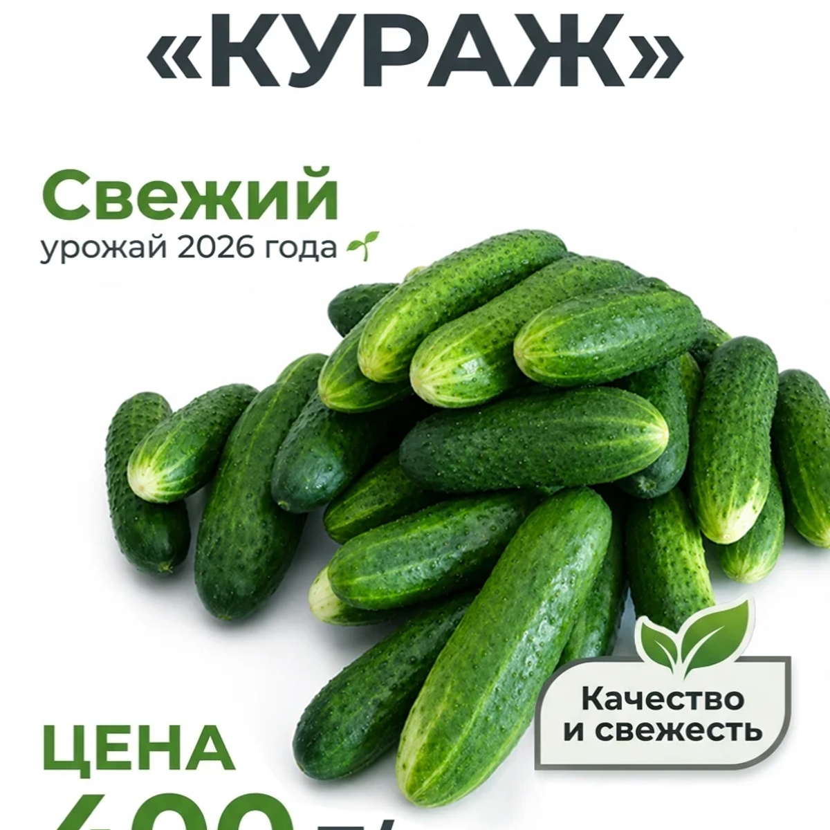 Огурцы сорта "Кураж" домашние с огорода | Овощи, фрукты | Лисаковск | Галерея объявления (SEO) | 1