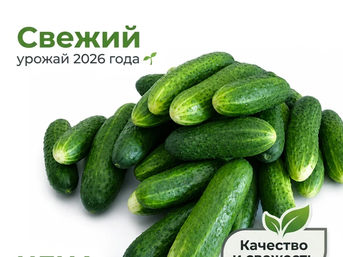 Огурцы сорта "Кураж" домашние с огорода | Овощи, фрукты | Лисаковск | Галерея объявления (SEO) | 2