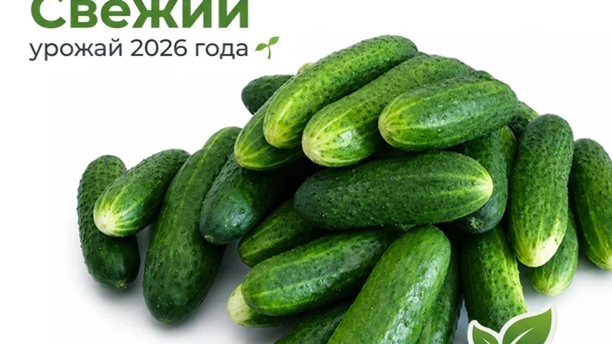 Огурцы сорта "Кураж" домашние с огорода | Овощи, фрукты | Лисаковск | Галерея объявления (SEO) | 3
