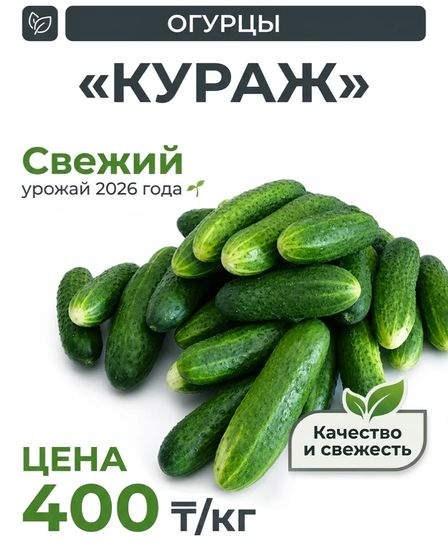 Огурцы сорта "Кураж" домашние с огорода | Овощи, фрукты | Лисаковск | 1