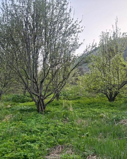 Продам участок в Иле-Алатауском национальном парке | Продам участок | Алматы | 4