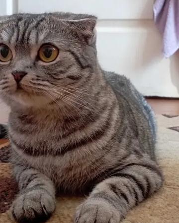 Вислоухие котята скоттиш фолд