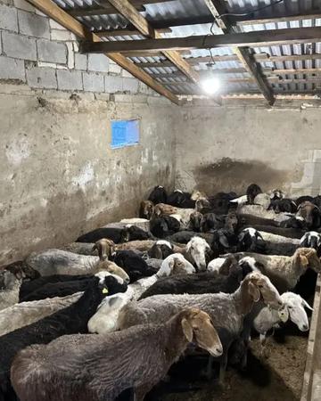 Продам жирных баранов