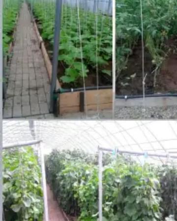Продам тепличное хозяйство