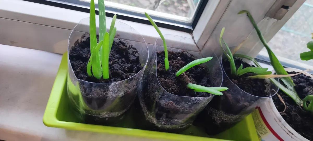 Отростки алоэ вера | Комнатные растения | Алматы | 2