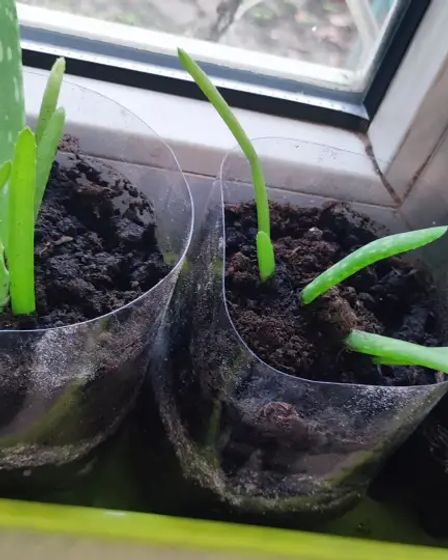 Отростки алоэ вера | Комнатные растения | Алматы | 2