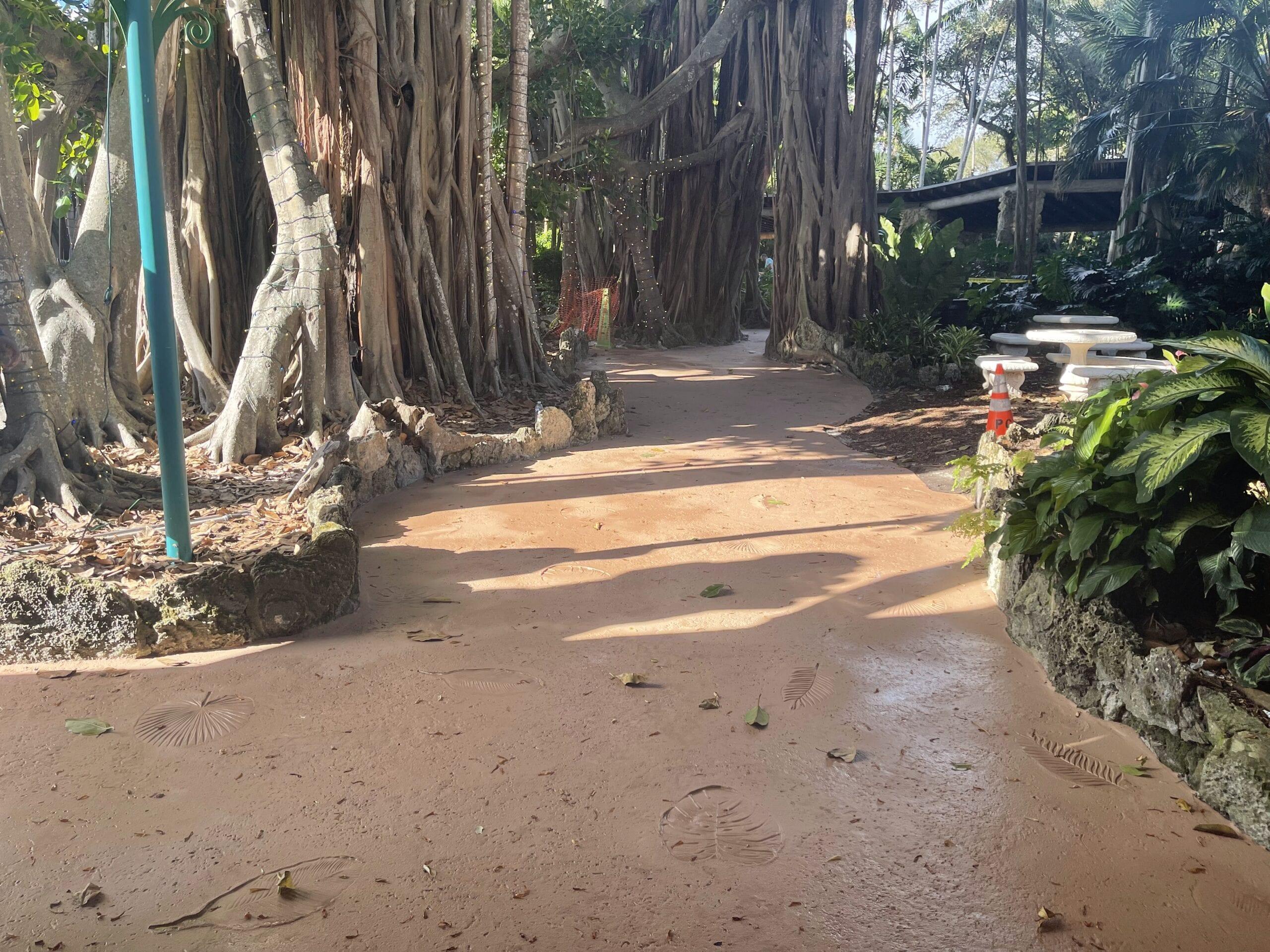 Stamped concrete path winding through a garden of banyan trees