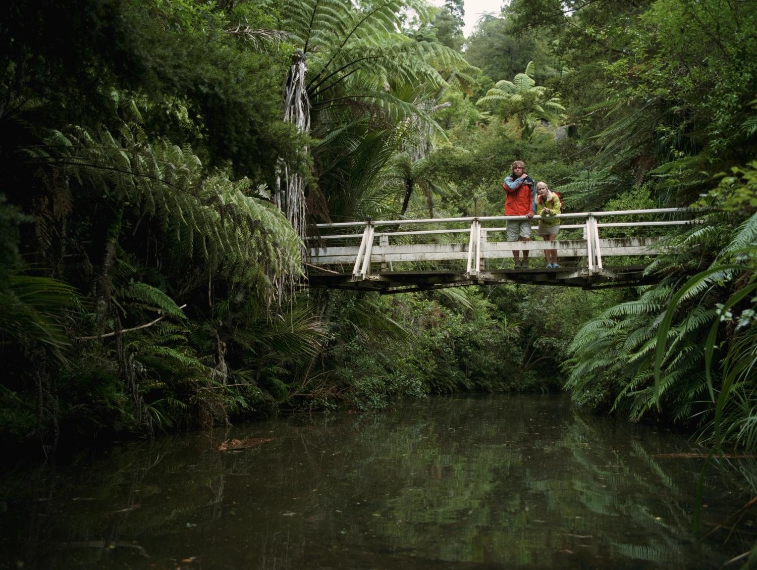 People on a bridge in native New Zealand bush