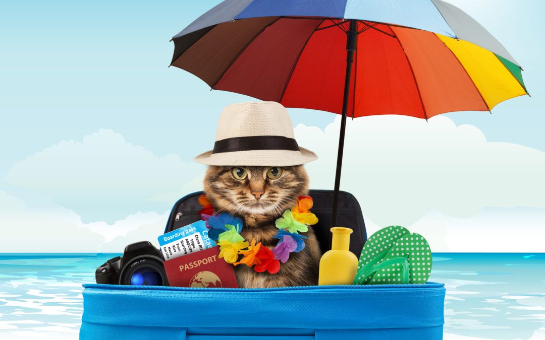 A cat wearing a hat and sitting in a suitcase full of travel items