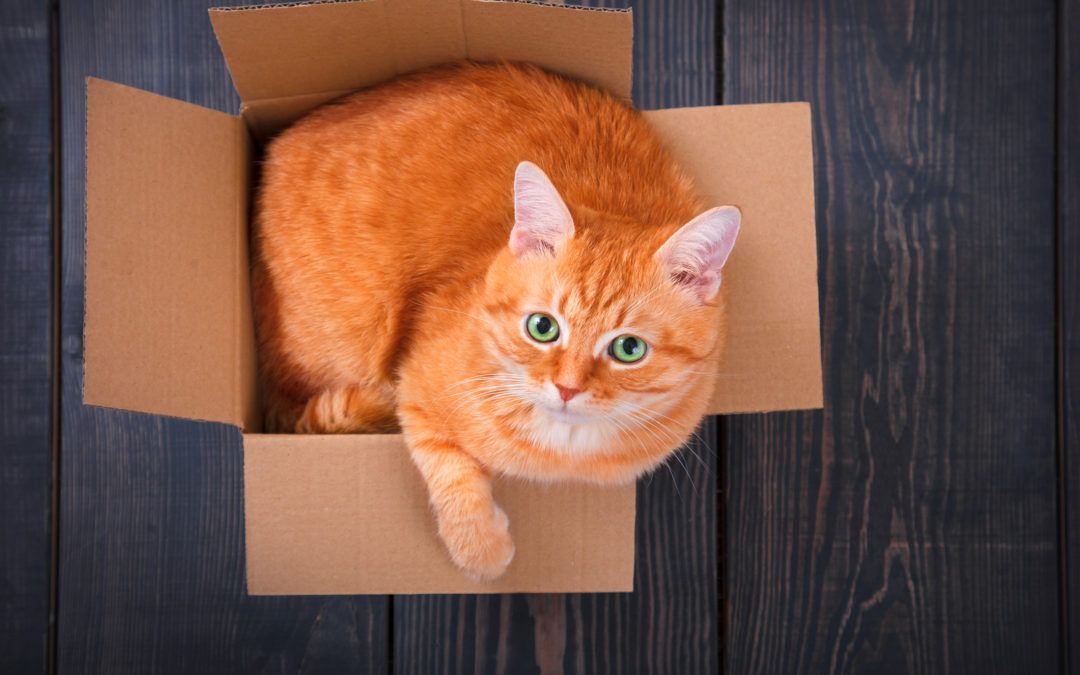 Orange cat in a box and looking up