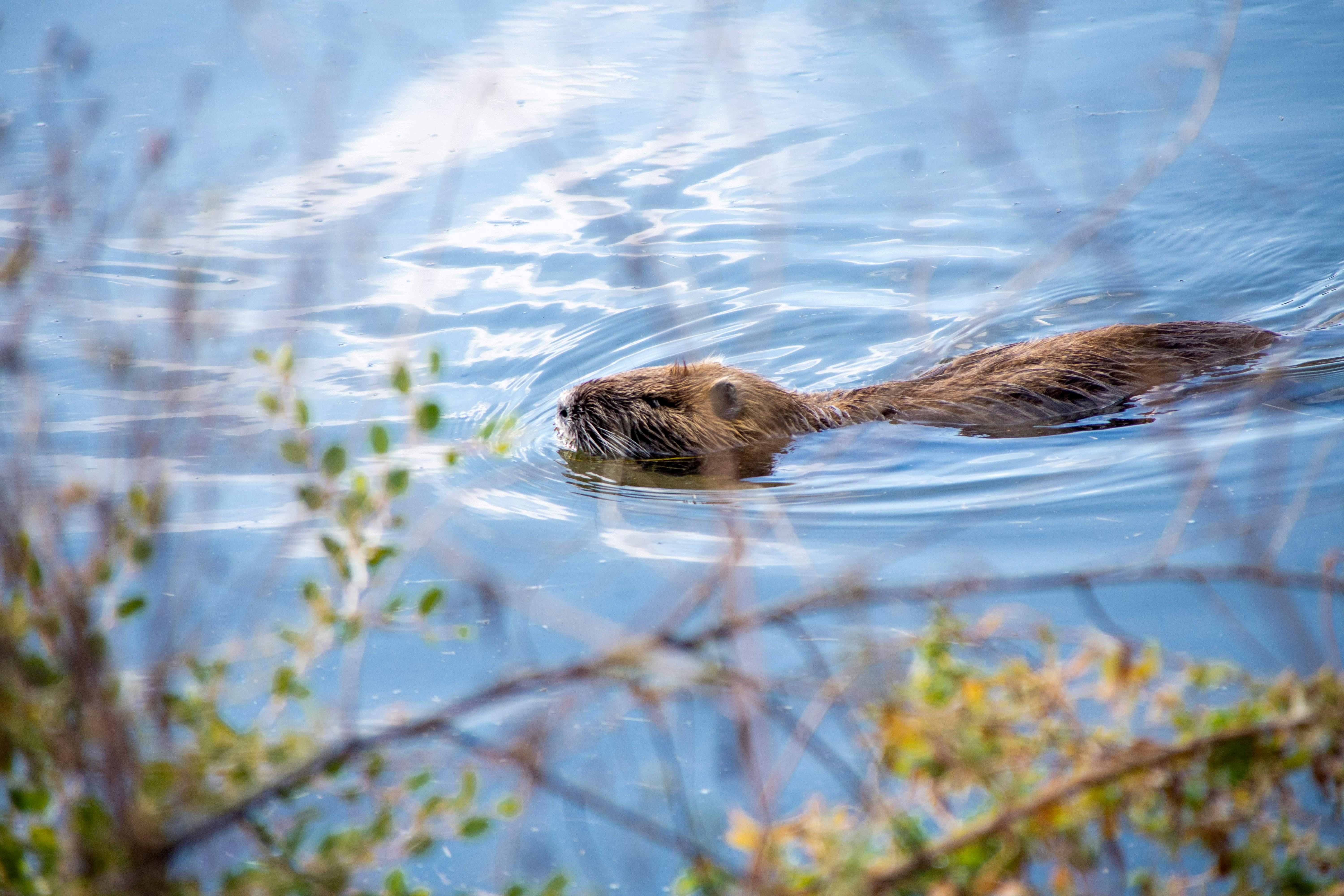 Beaver Return in the UK: What It Means for Landscapes and Land Managers ...