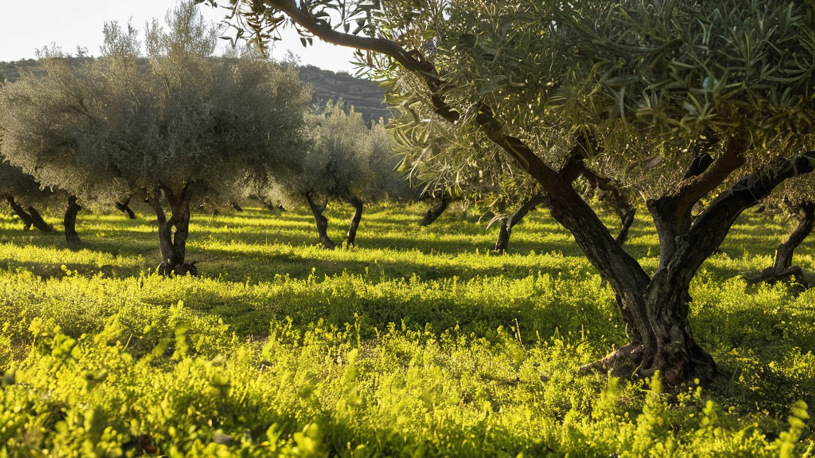 Muğla zeytin hasadı başladı, verim endişesi sürüyor — Ekonomi