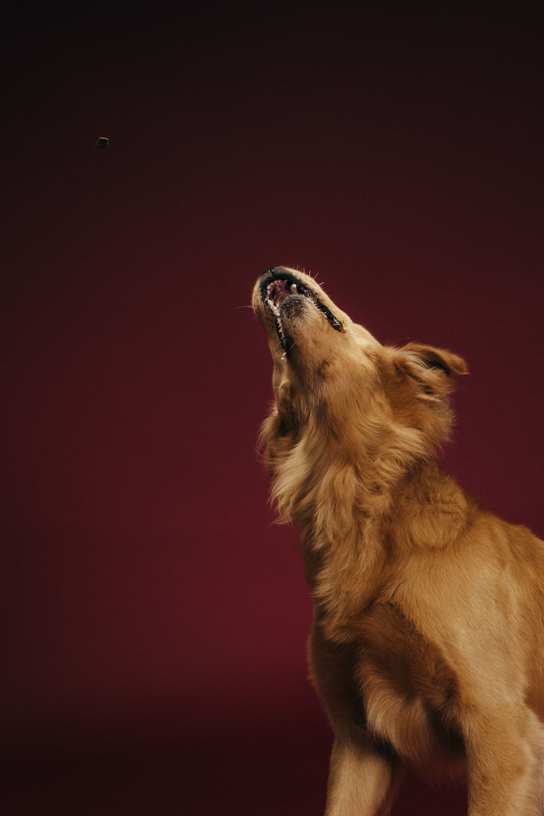 Chomping on a treat out of the air.