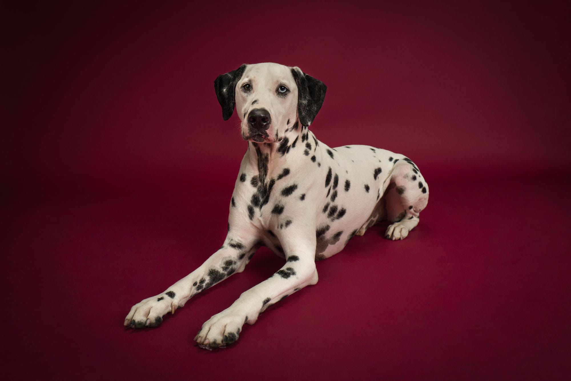 A lovely sit pose with his heterochromia eyes.