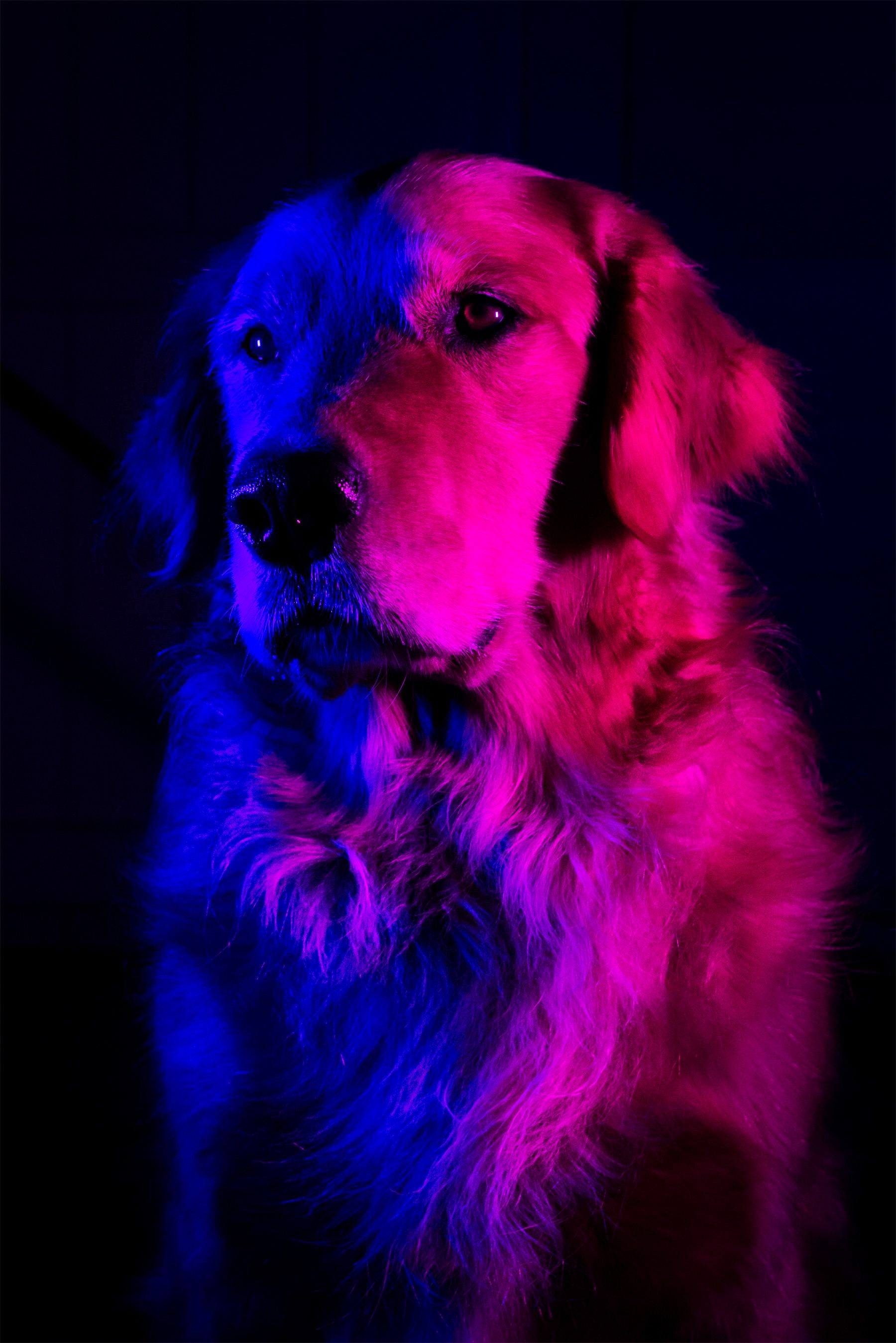 Neon Outrun Graham golden retriever