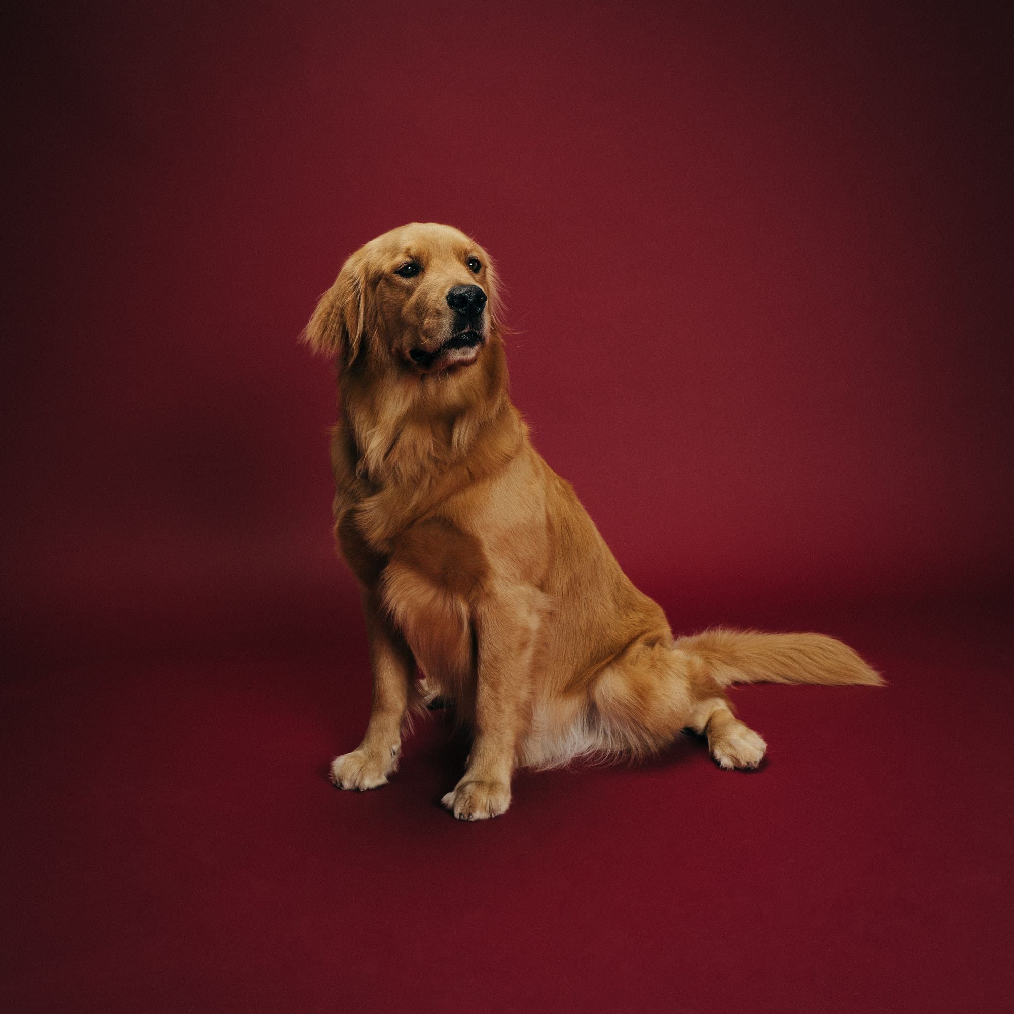 Graham the dog sitting pretty looking at you.