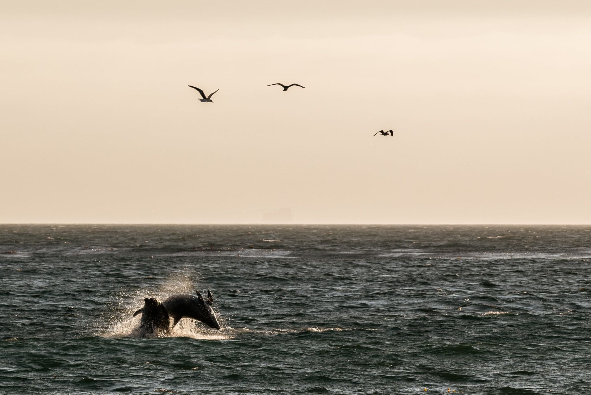Dolphins feasting on fish near shore Jalama beach.