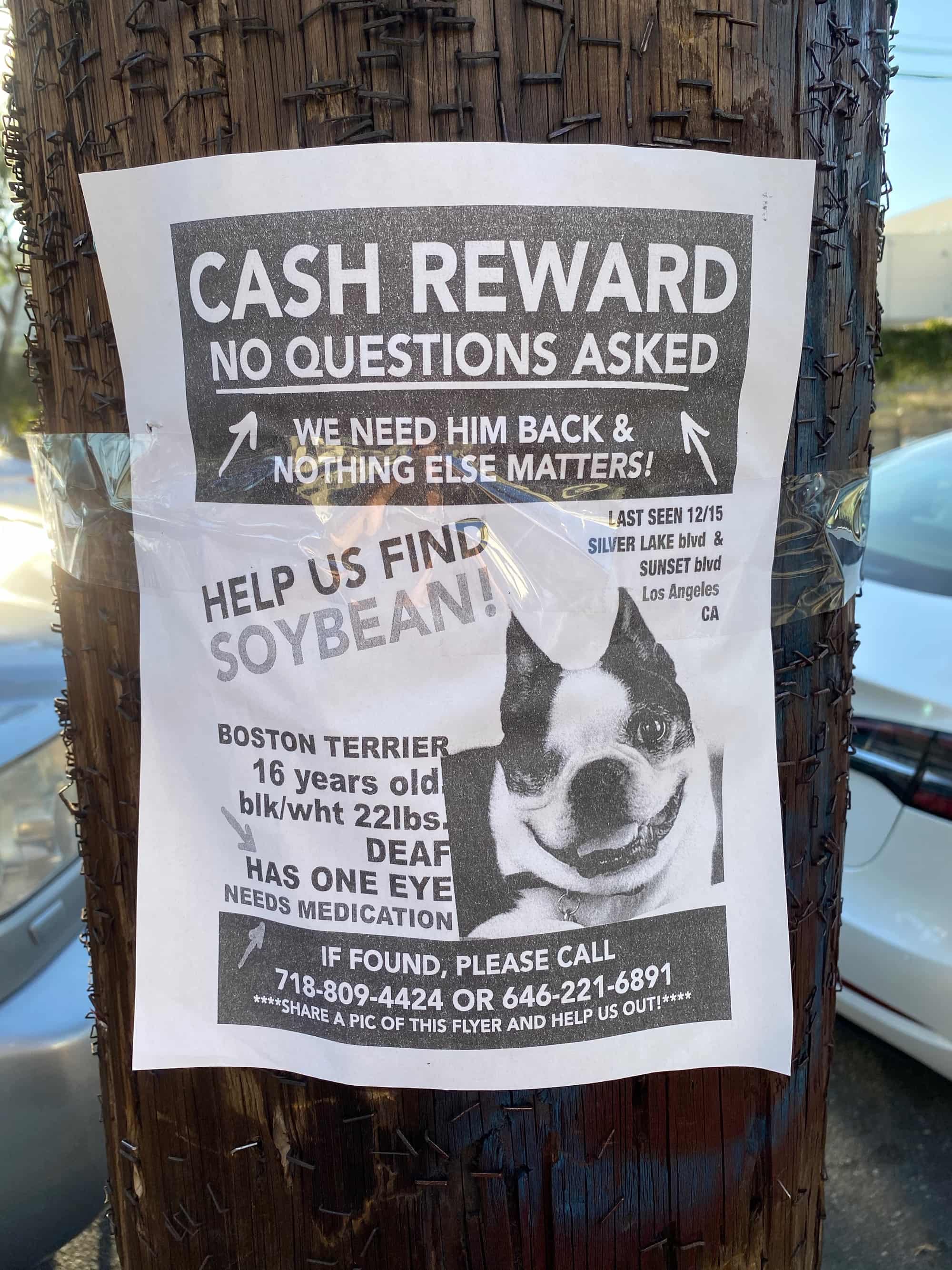 lost soybean dog poster