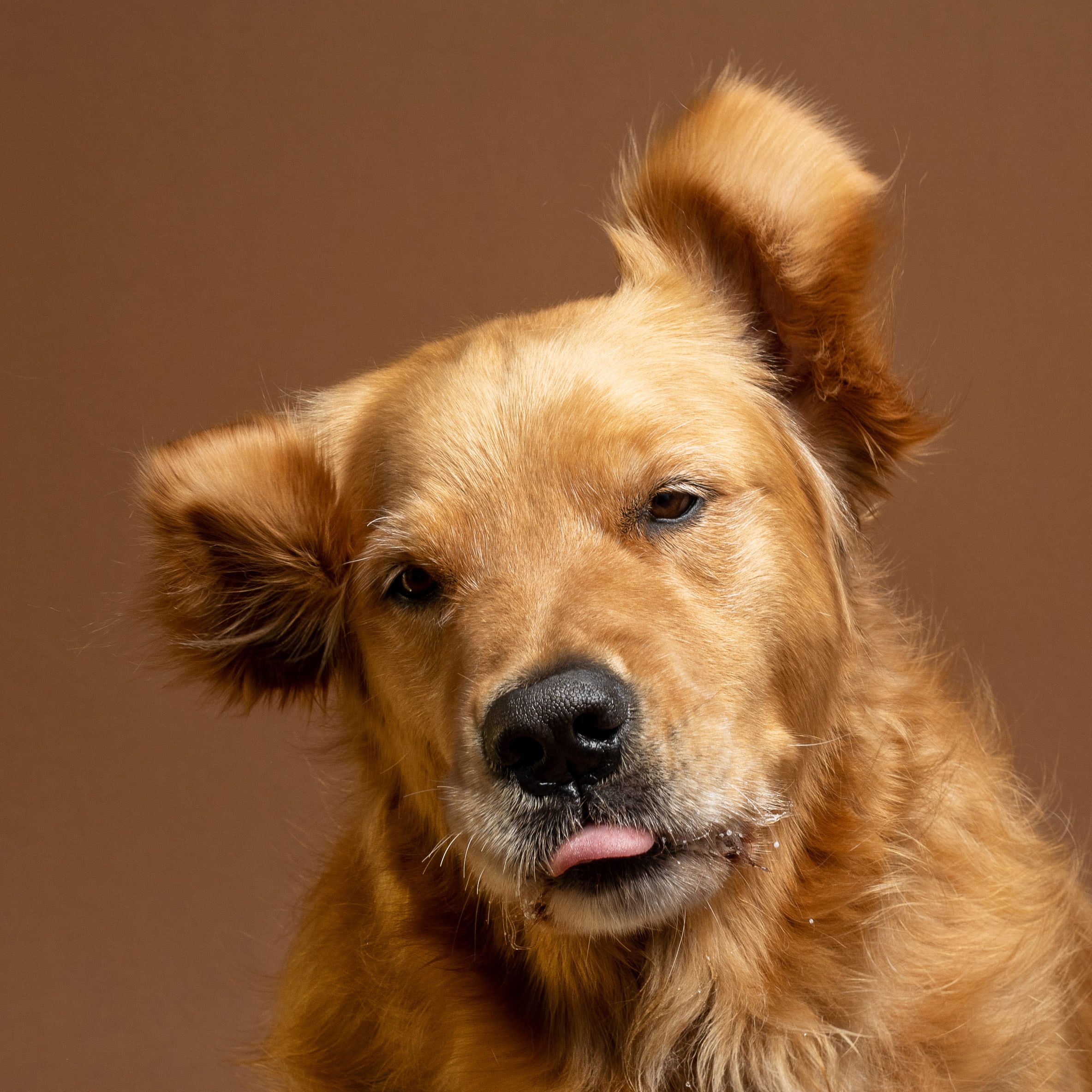 Graham golden retriever ear flip licking lips