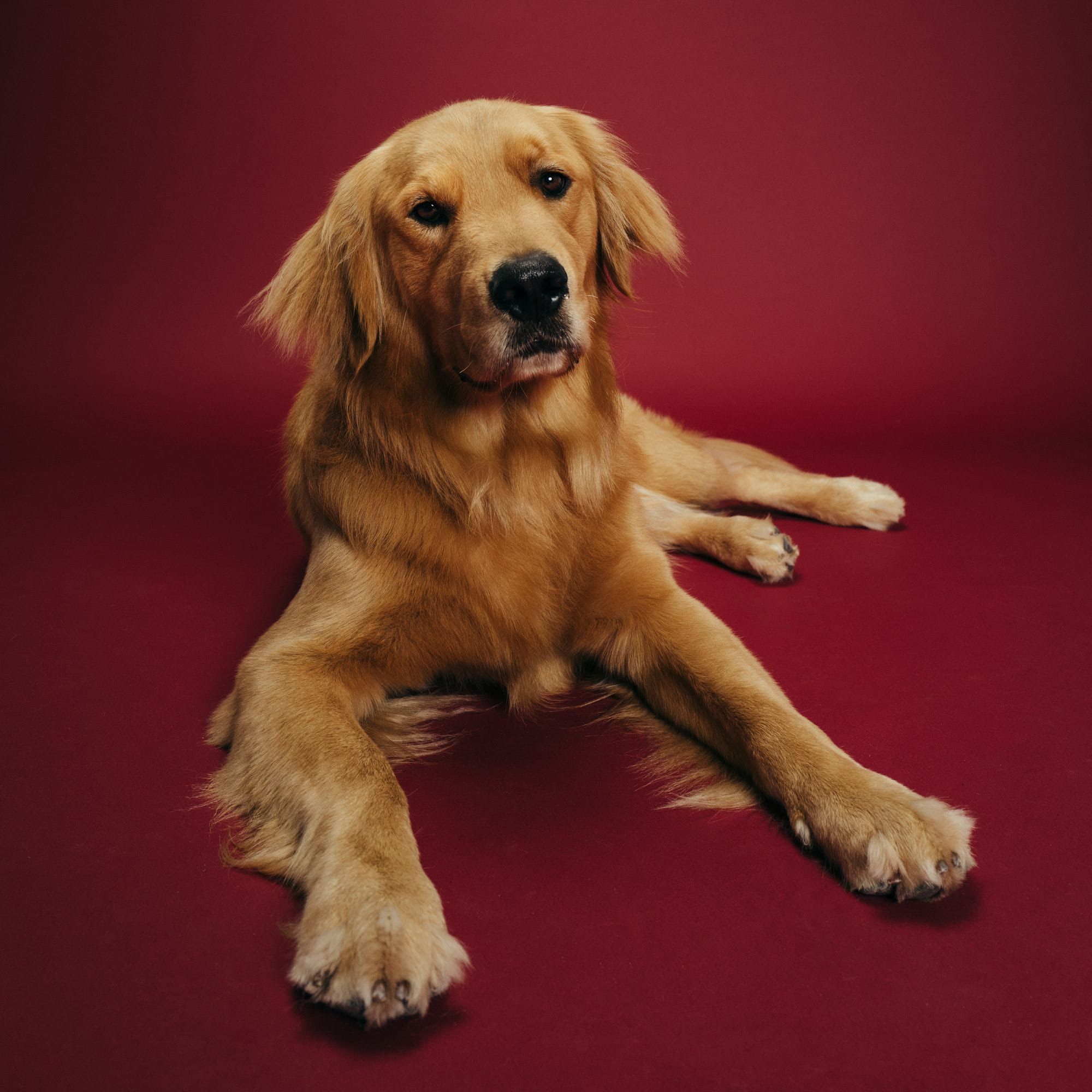 Graham the dog on crimson