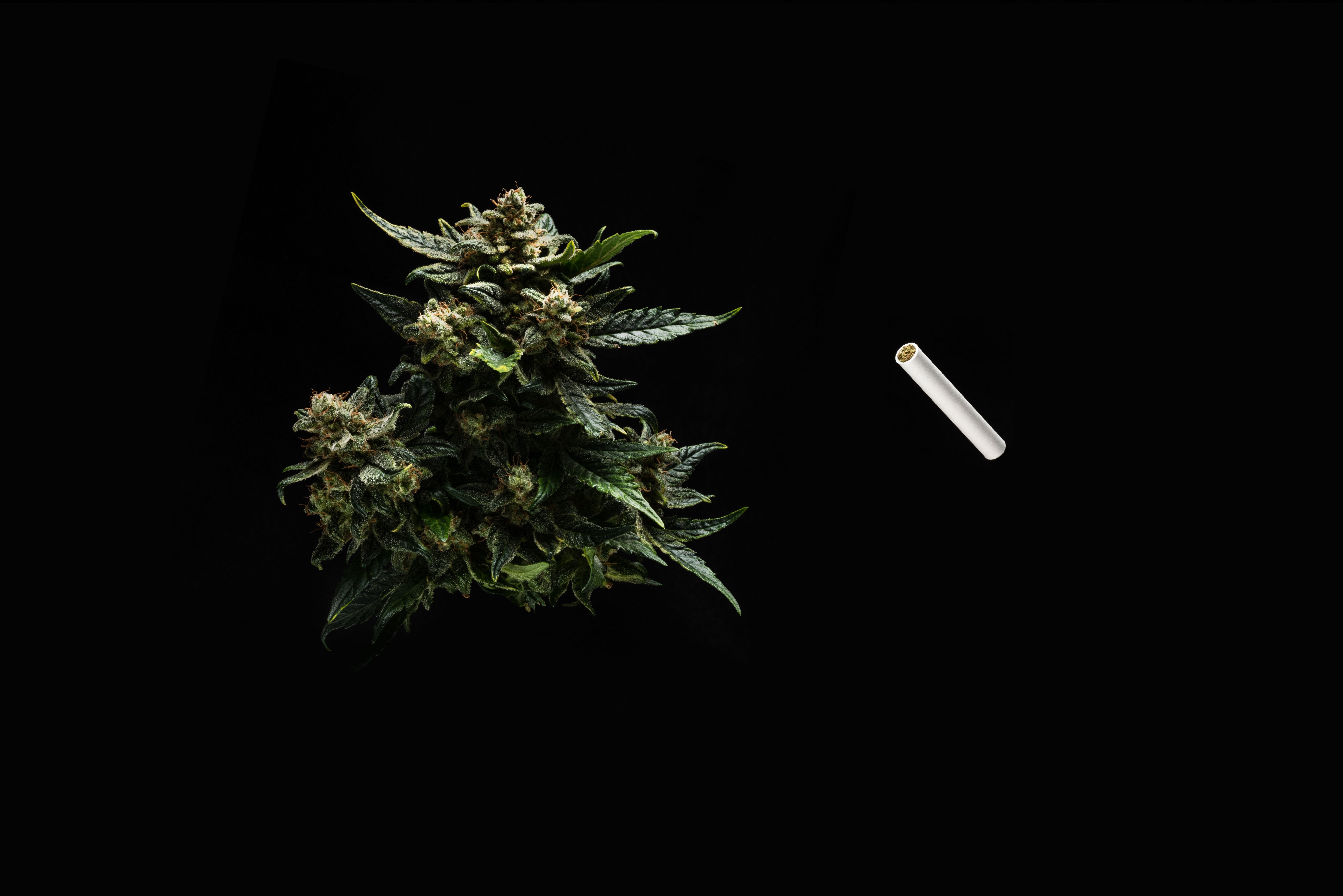 Floating Dark Nugget + Omura Stick