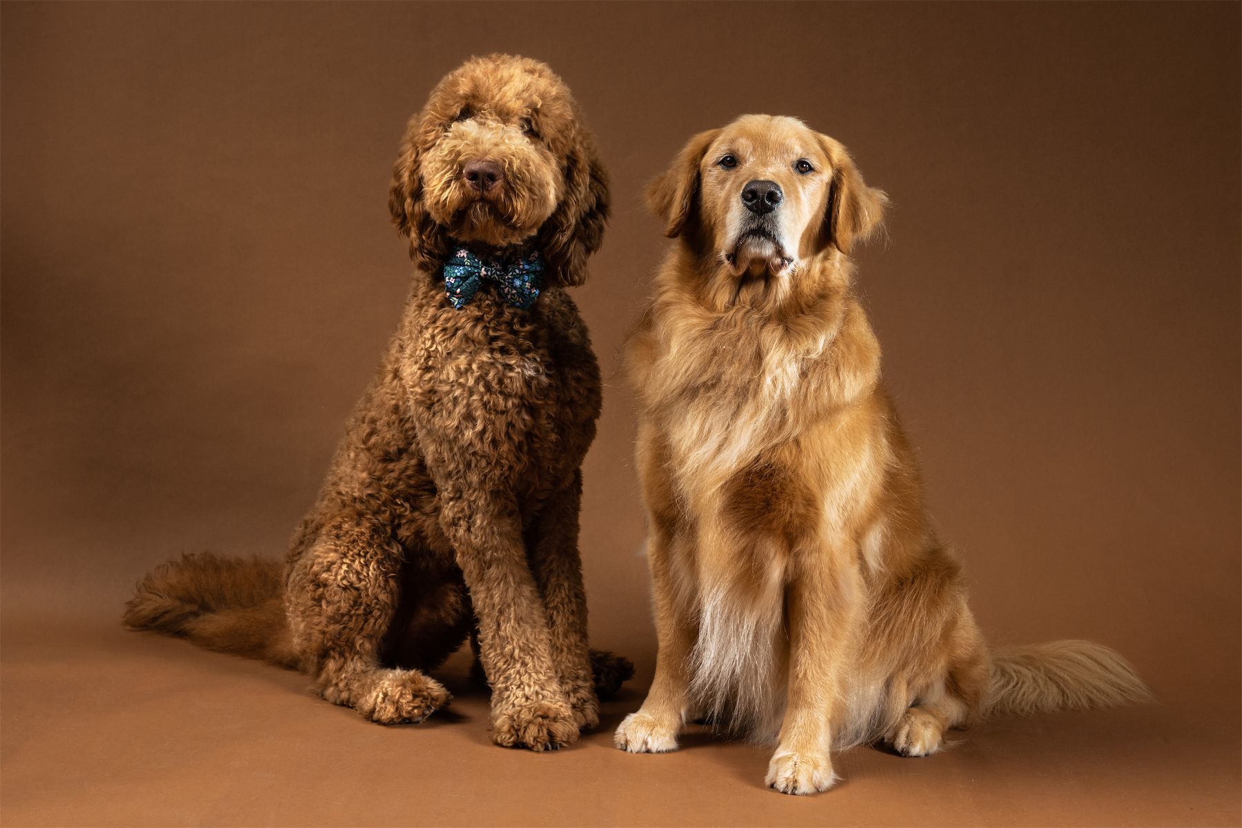 Graham the dog and Miso