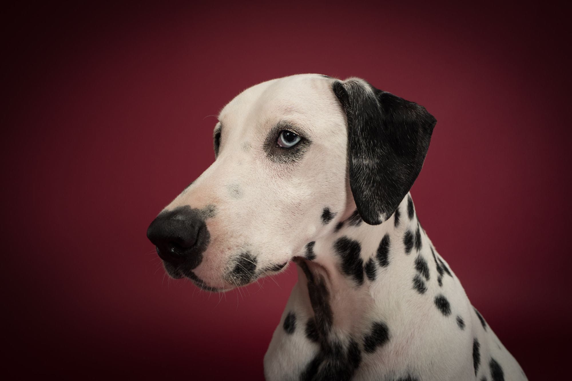 Charlie the Dalmatian in profile