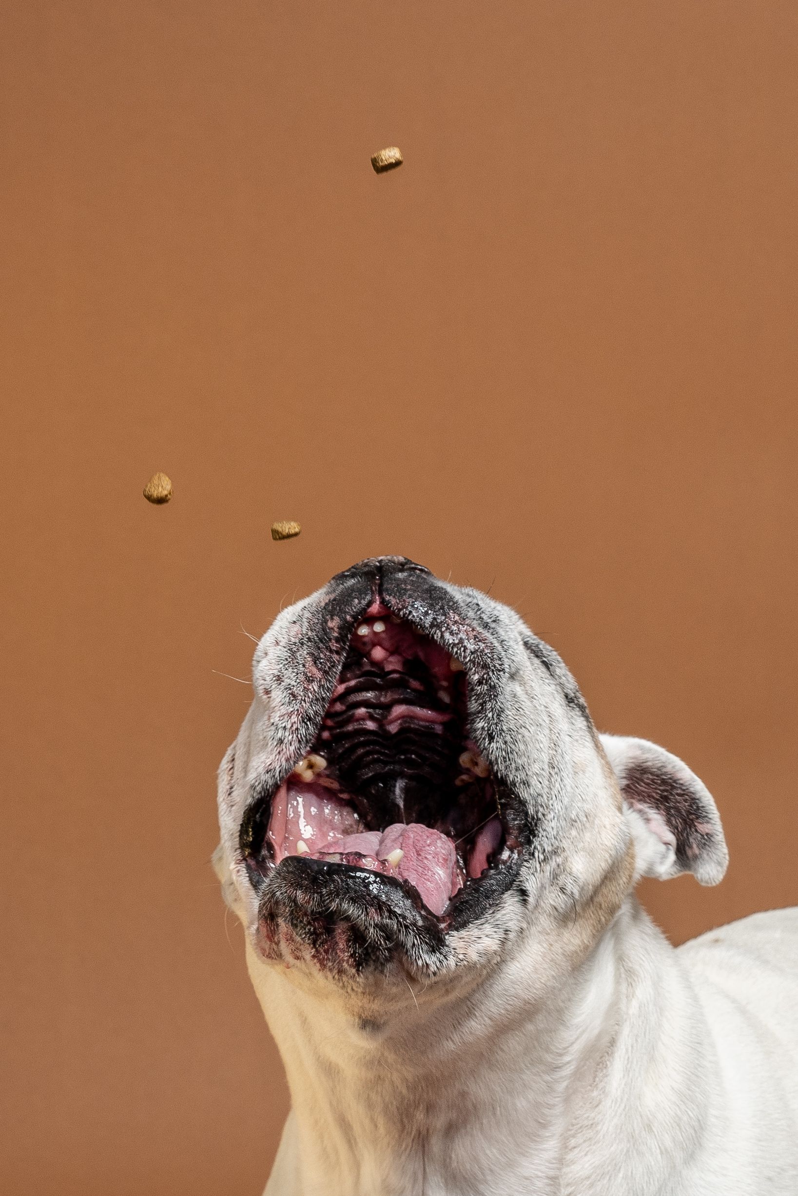 The monster catches many treats.