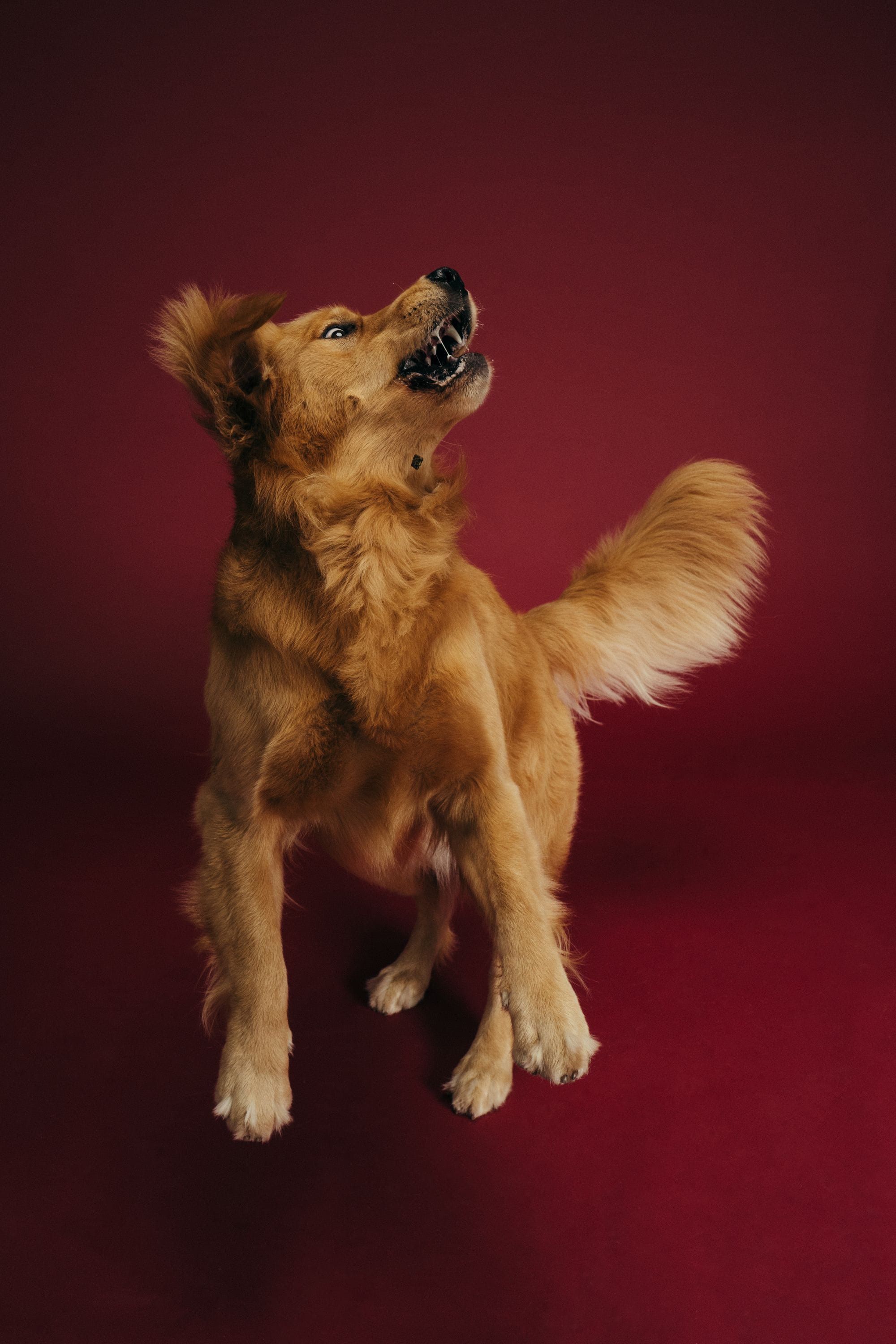 Graham the dog snagging a treat out of the air. Or at least triyng.