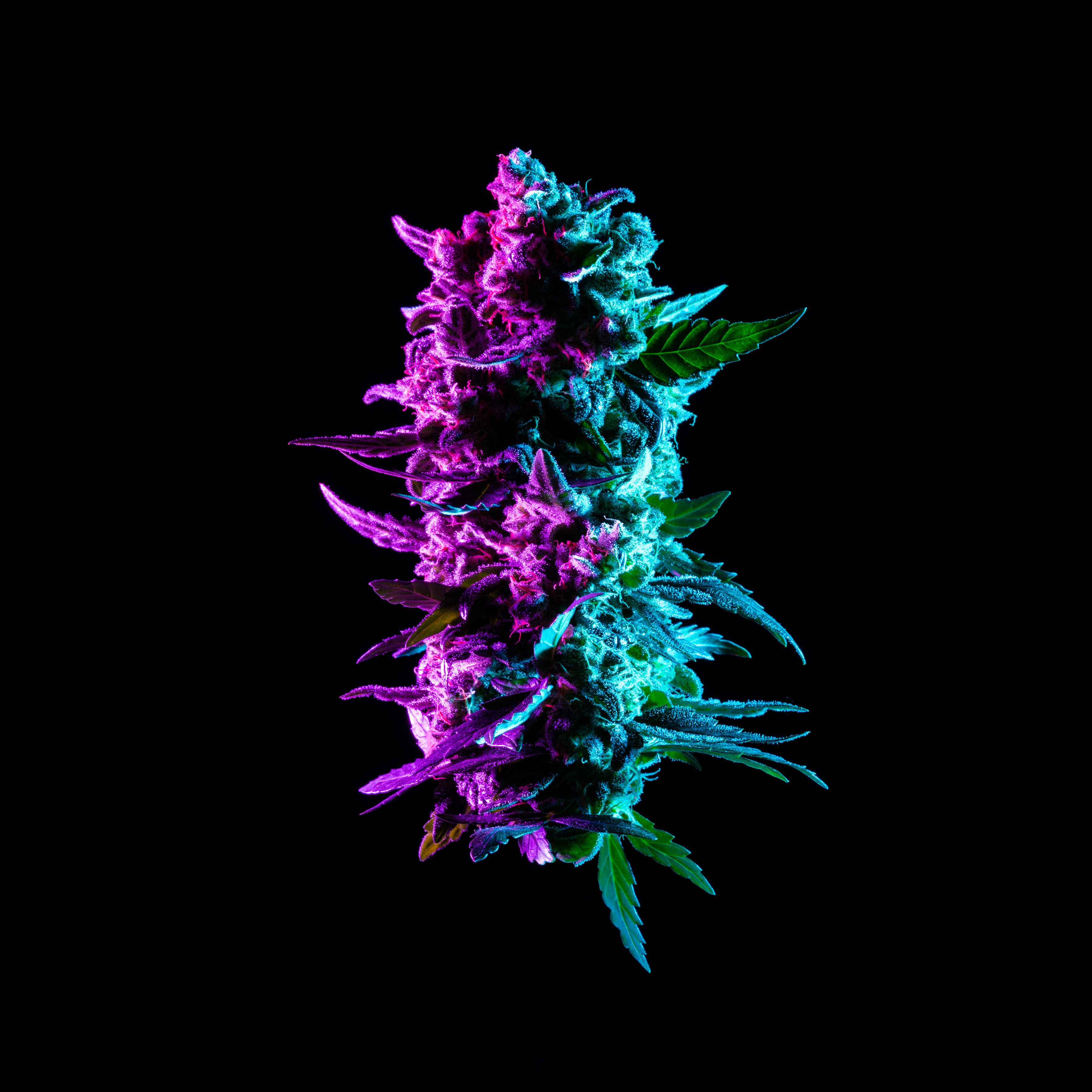 Northern lights nugget in neon