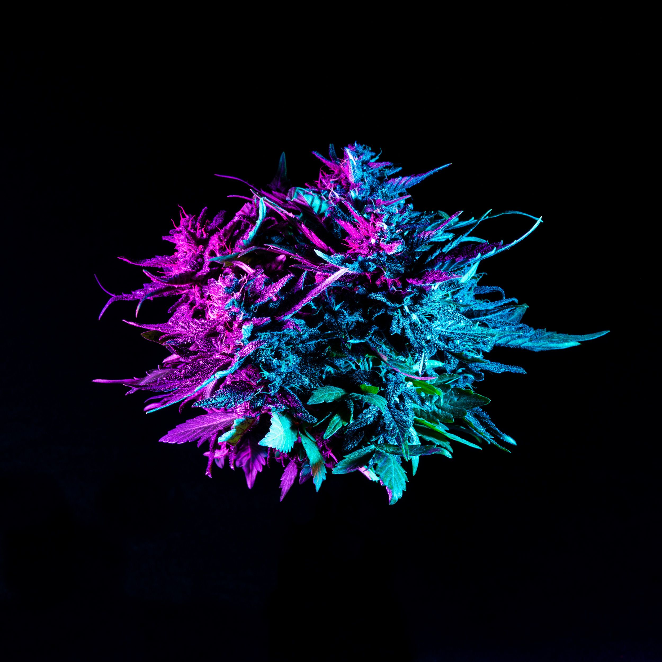 40:1 CBD to THC Strain