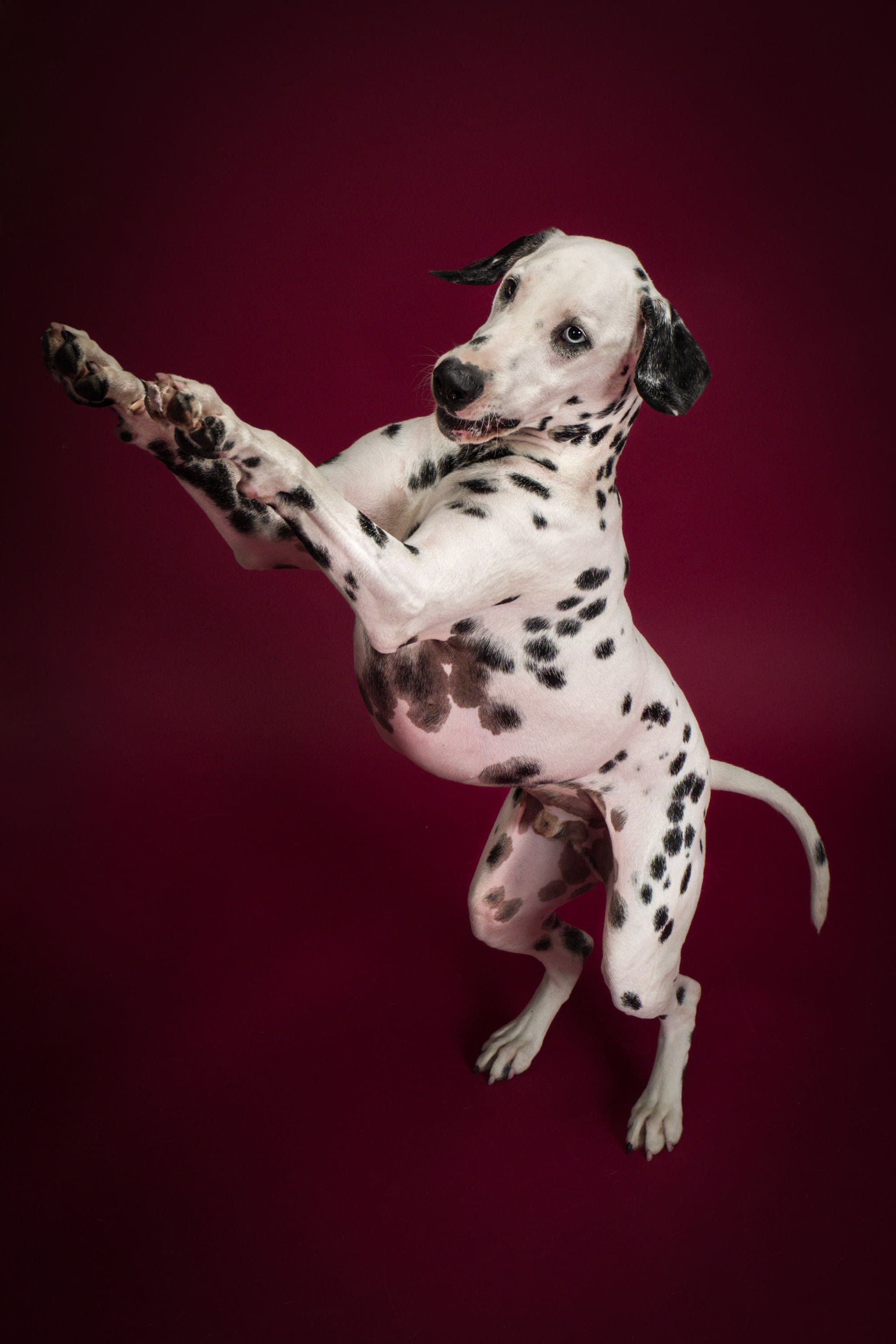 Charlie the dalmation Jumping towards his mom for a treat.