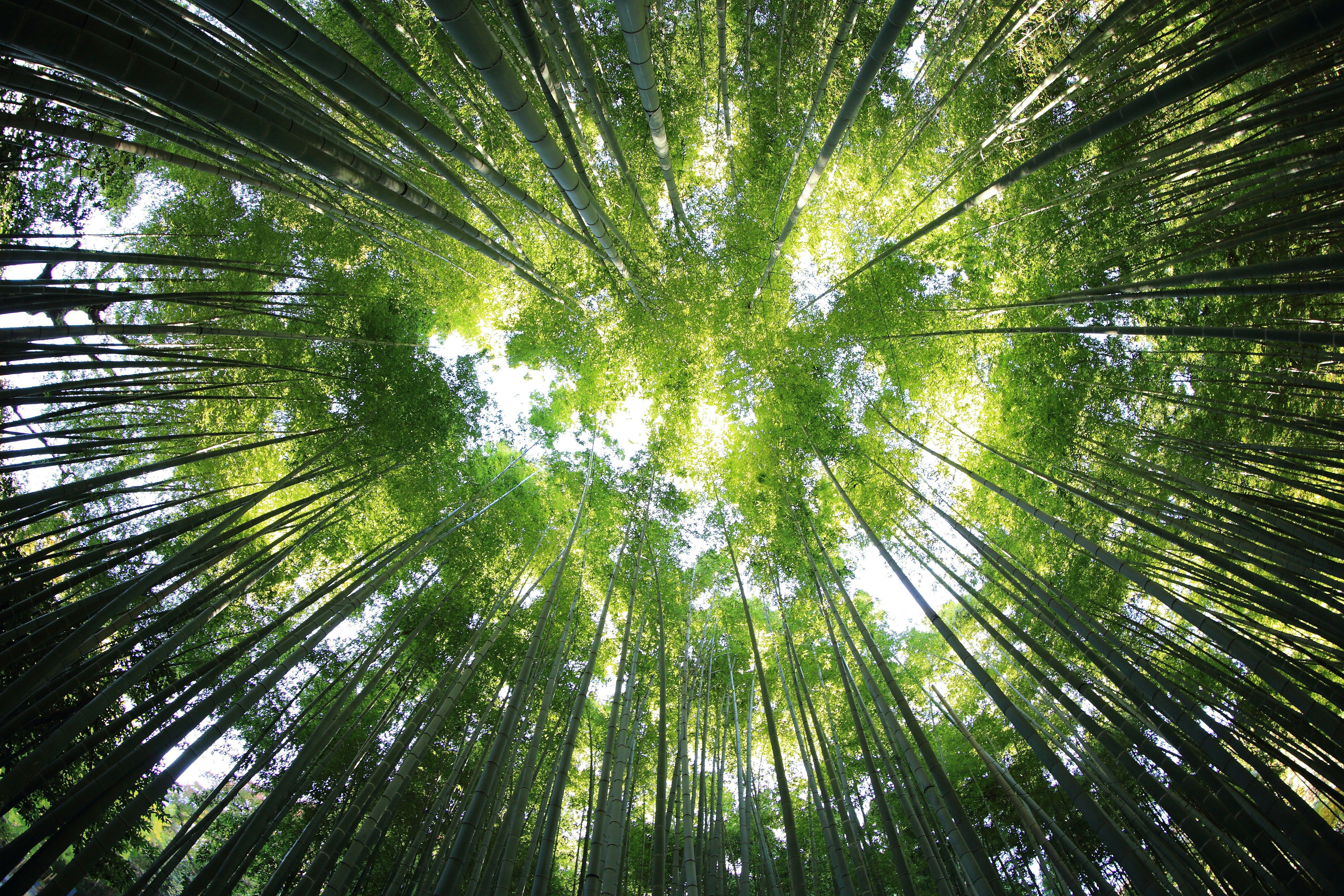 Green trees photographed from a low perspective.