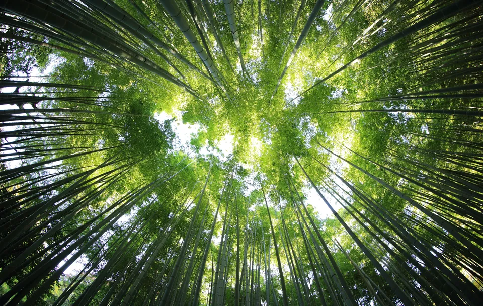Green trees photographed from a low perspective.